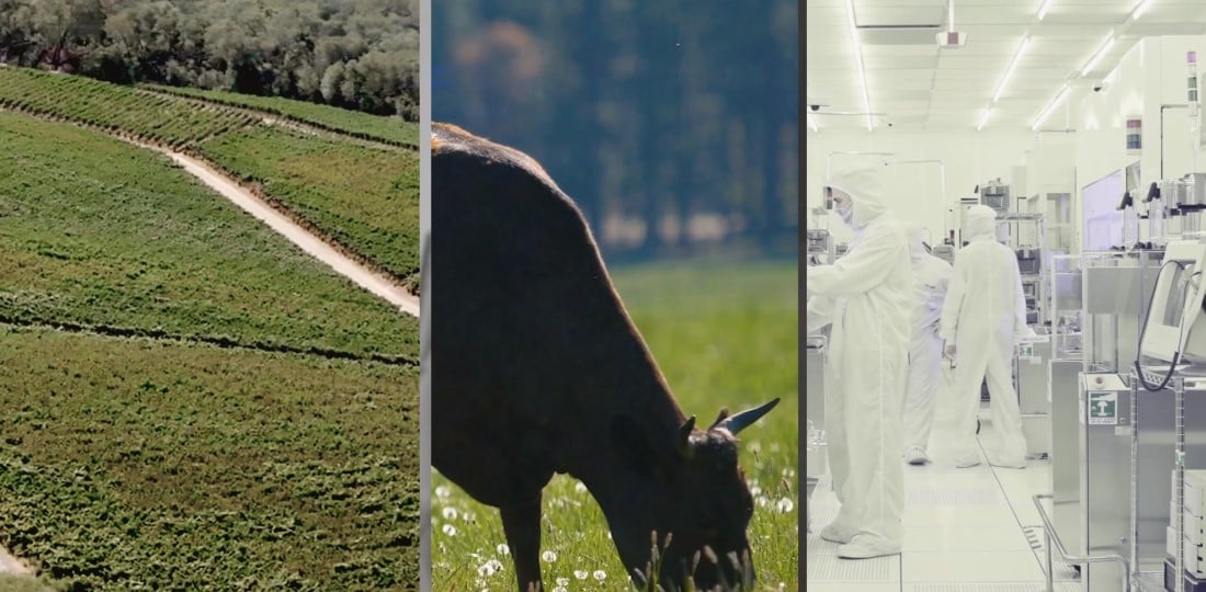 Palmaz-2-サムネイル